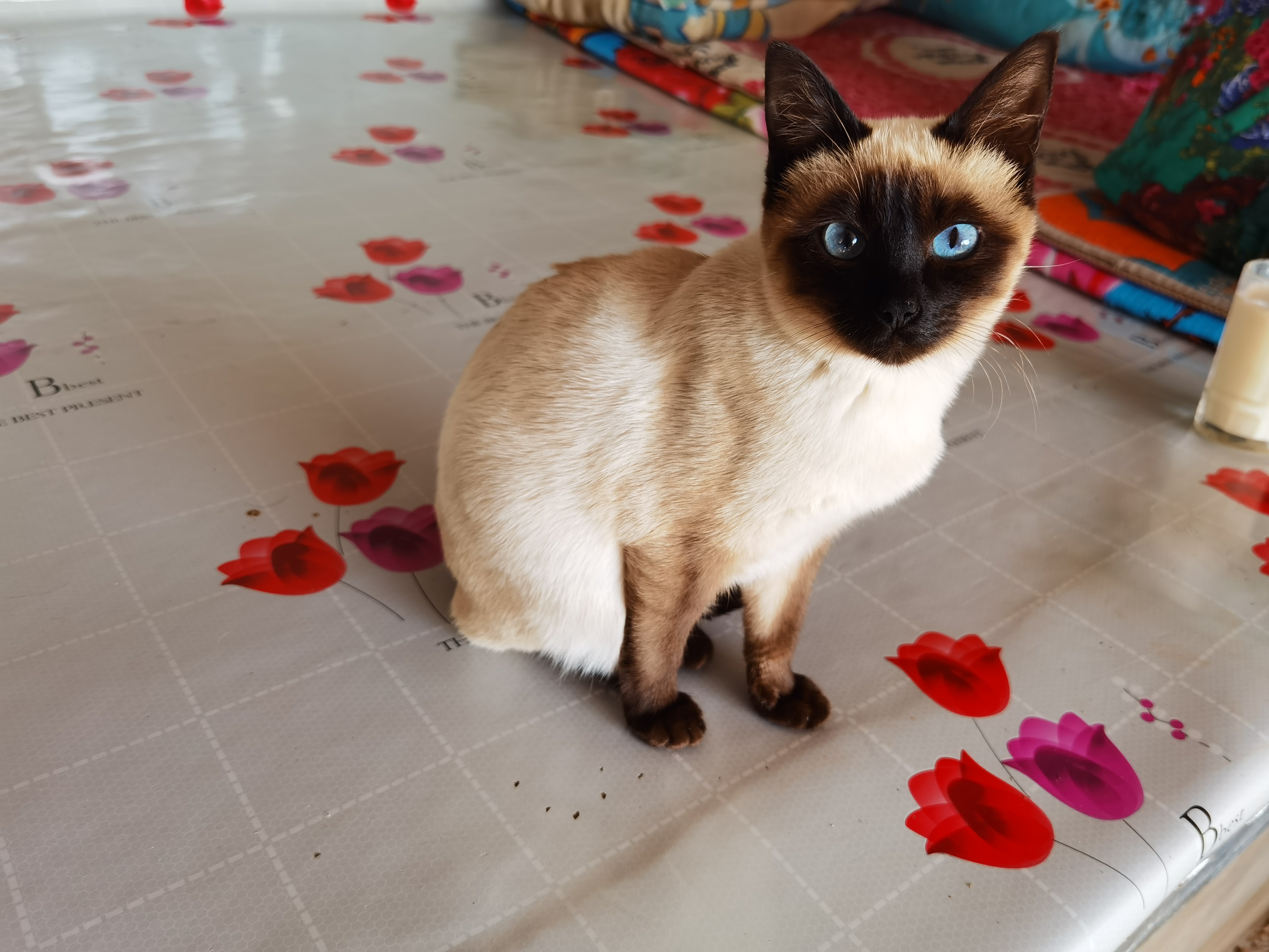 暹罗猫